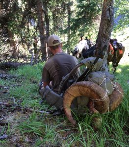 BC hunts Stone Sheep