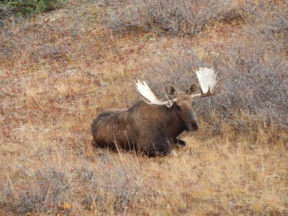 Moose hunting BC (10)