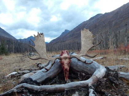 Moose hunting BC (12)