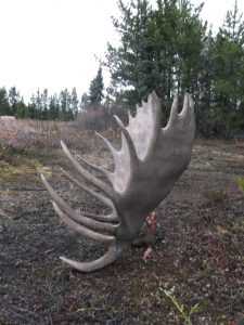 Moose hunting BC (8)