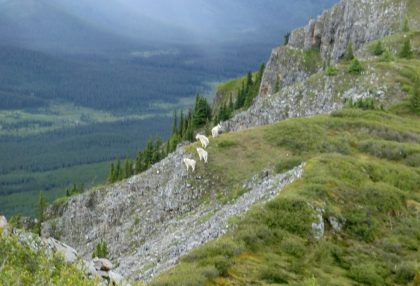 mountain goat hunting outfitter (1)