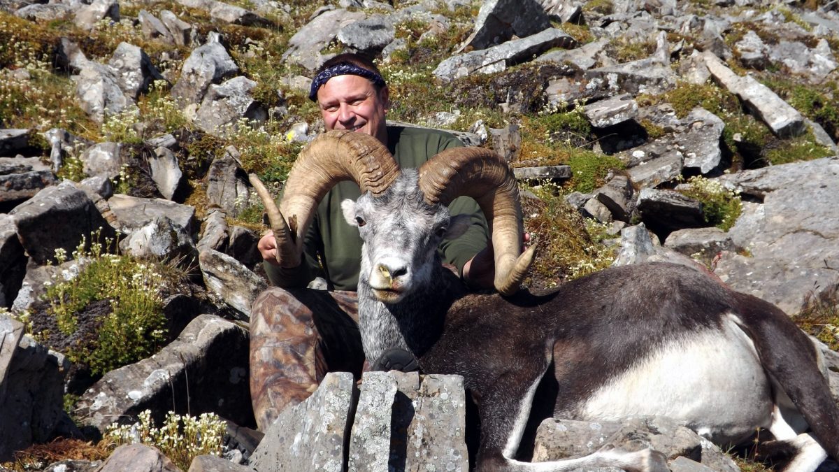 stone sheep hunting