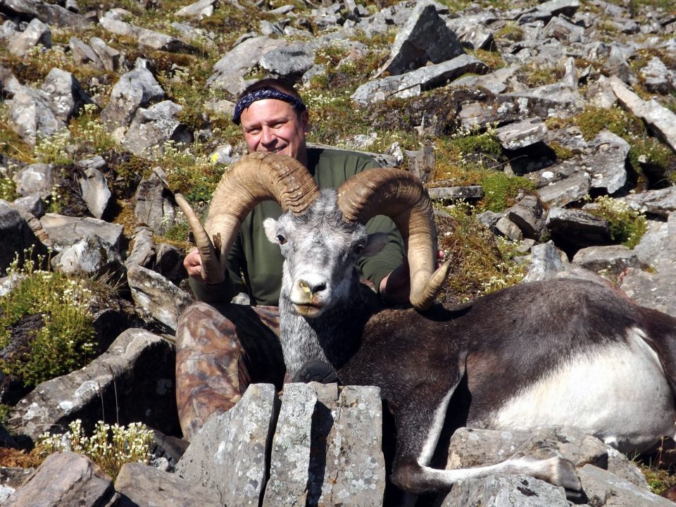 stone sheep hunting