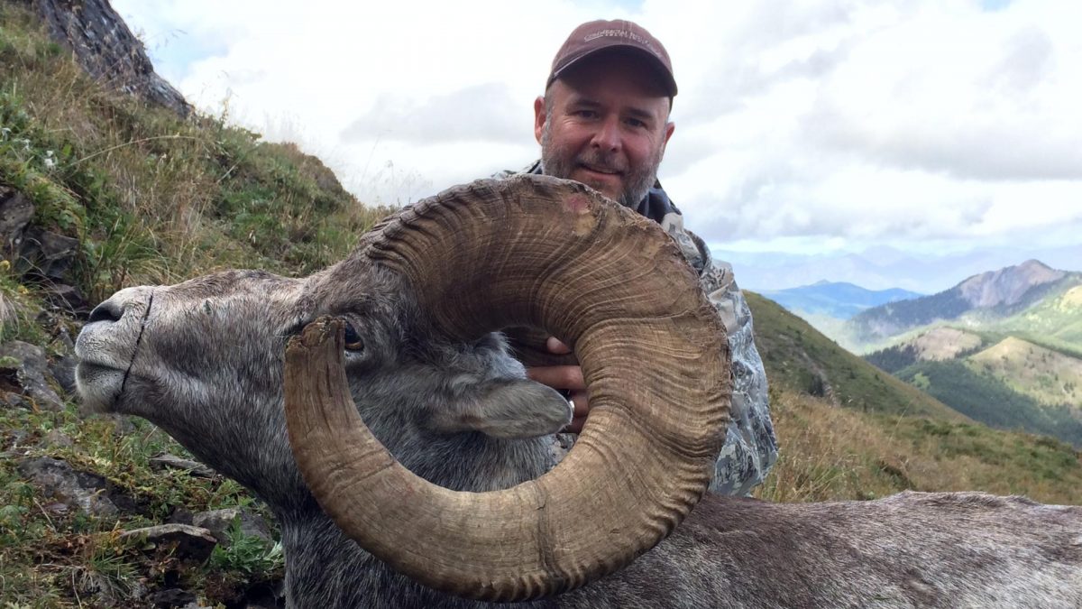 Stone sheep, Ram hunting