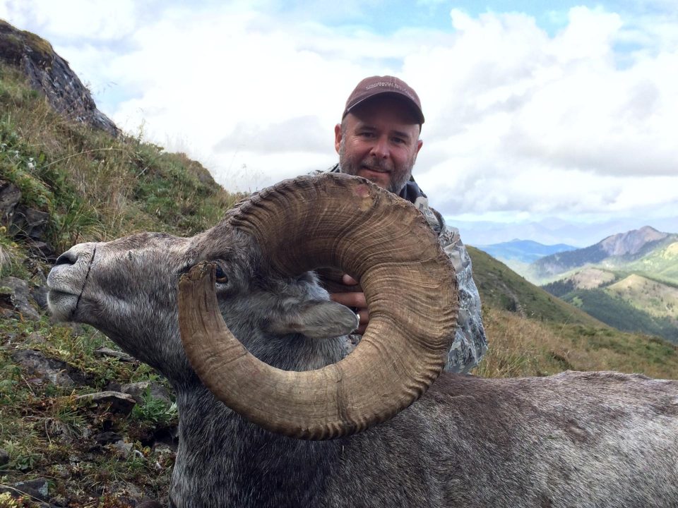 Stone sheep, Ram hunting