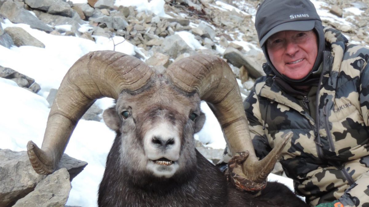 sheep hunting BC outfitter