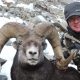 sheep hunting BC outfitter