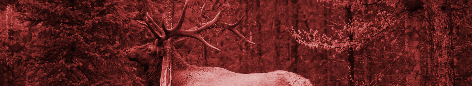 Our Elk Hunts